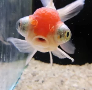 pensione per animali. pensione per animali lugano. pensione per animali pavia. pensione per animali como. Oranda Occhi Telescopici. Pulizia acquario, acquario domestico, Servizi per acquari, Cura acquari, Manutenzione acquario, Cambio acqua, Igiene acquario, Pulizia acquario, acquario domestico, Servizi per acquari, Cura acquari, Manutenzione acquario, Cambio acqua, Igiene acquario, pensione animali.