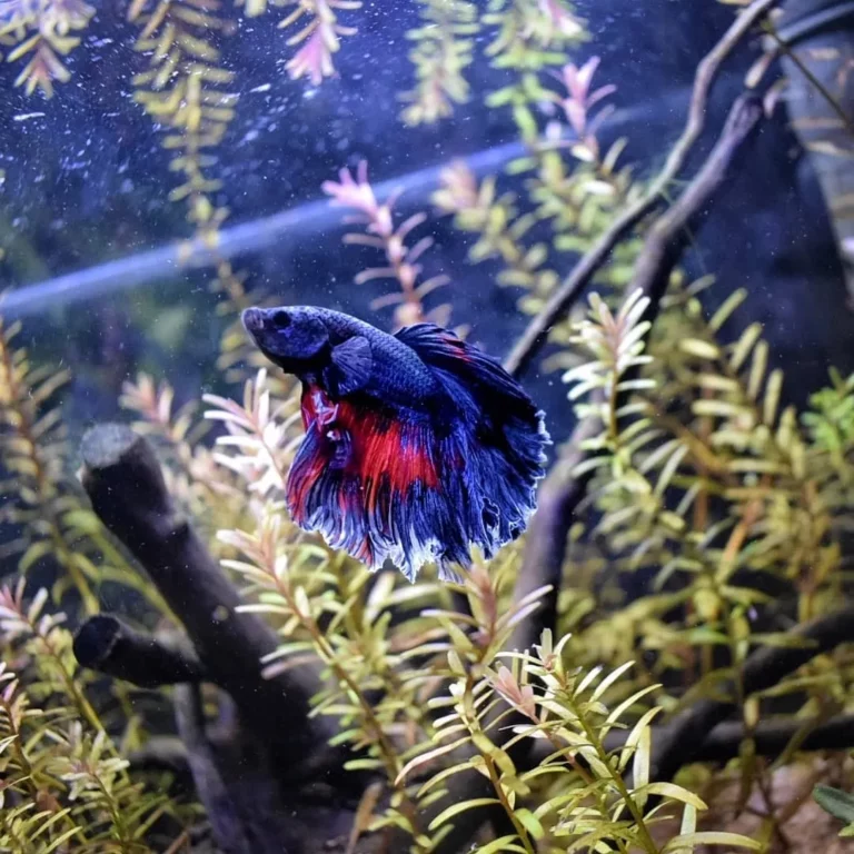 manutenzione acquario. Betta Half Moon. Pulizia acquario, acquario domestico, Servizi per acquari, Cura acquari, Manutenzione acquario, Cambio acqua, Igiene acquario, Pulizia acquario, acquario domestico, Servizi per acquari, Cura acquari, Manutenzione acquario, Cambio acqua, Igiene acquario, pensione animali.