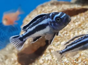 Pensione per animali Svizzera. Pensione per animali como. Pensione per animali lugano. Pensione per animali pavia. Melanochromis Auratus. Pulizia acquario, acquario domestico, Servizi per acquari, Cura acquari, Manutenzione acquario, Cambio acqua, Igiene acquario, Pulizia acquario, acquario domestico, Servizi per acquari, Cura acquari, Manutenzione acquario, Cambio acqua, Igiene acquario, pensione animali.