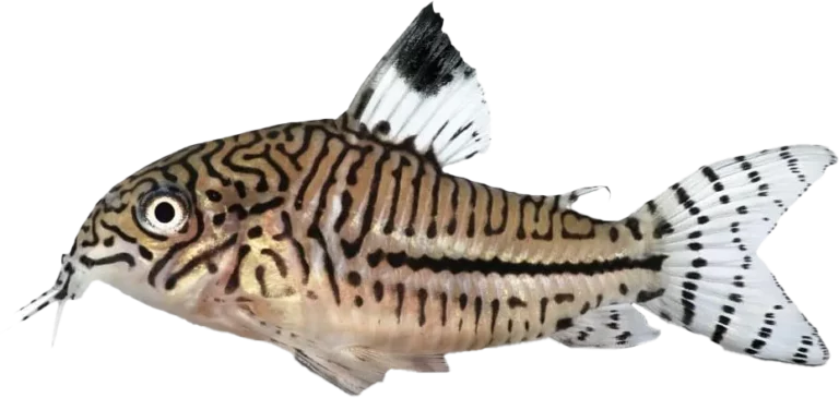 Corydoras Julii. pensione cani milano. pensione cani lugano. pensione cani como. pensione cani pavia. pensione per animali milano. pensione per animali lugano. pensione per animali como. pensione per animali pavia. allestimento acquario milano. allestimento acquario como. allestimento acquario lugano. allestimento acquario pavia. manutenzione acquario milano. manutenzione acquario como. manutenzione acquario pavia. manutenzione acquario lugano.