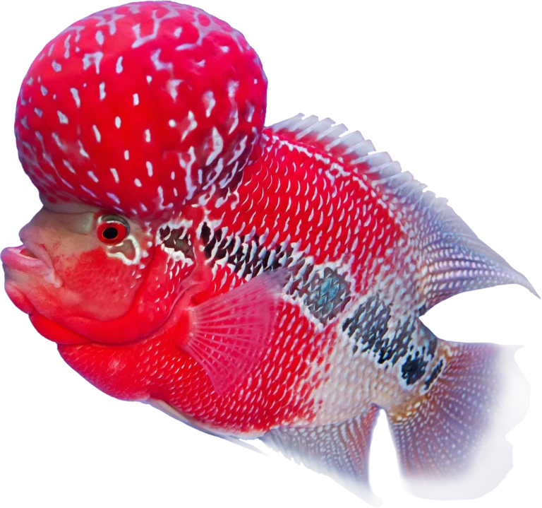 Flowerhorn