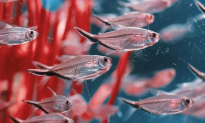 acquario Milano