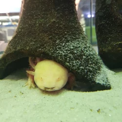 Axolot in un acquario che si nasconde sotto un piccolo oggetto concavo in lengo Pensione animali.
pensione cani milano.
pensione cani lugano.
pensione cani como.
pensione cani pavia.
pensione per animali milano.
pensione per animali  lugano.
pensione per animali  como.
pensione per animali 
 pavia.
allestimento acquario milano.
allestimento acquario como.
allestimento acquario lugano.
allestimento acquario pavia.
manutenzione acquario milano.
manutenzione acquario como.
manutenzione acquario pavia.
manutenzione acquario lugano.
